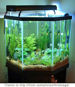 Fresh Water Fish on New Aquarium Information   Tropical Fish And Aquarium Advice