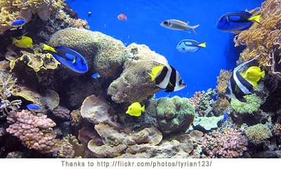 tropical fish pictures
