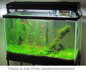 Freshwater Aquarium Fish on Starting A Freshwater Aquarium